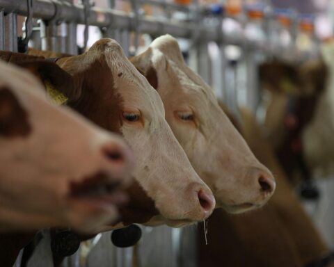 Kühe auf der Weide, symbolisieren Landwirtschaft als kritische Infrastruktur für Lebensmittelversorgungssicherheit.