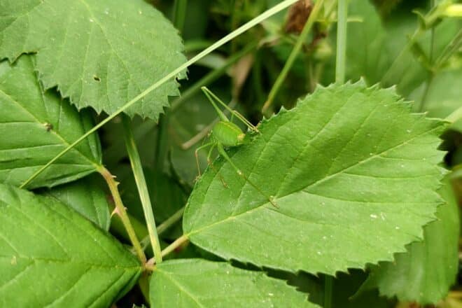 BUND legt bei Biodiversitäts-Verfassungsbeschwerde nach