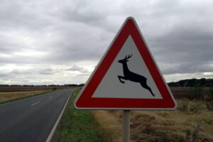 Warnschild vor Wildwechsel, symbolisiert Naturschutzmaßnahmen und Herausforderungen in Bayern.