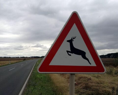 Warnschild vor Wildwechsel, symbolisiert Naturschutzmaßnahmen und Herausforderungen in Bayern.