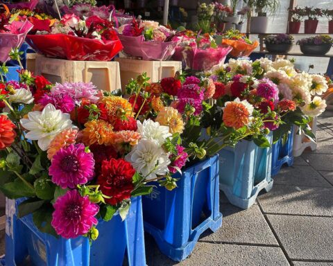 Blumenladen mit bunten Zierpflanzen und Schnittblumen, repräsentiert den deutschen Gartenbau 2025.