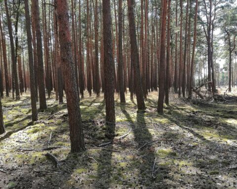 Grüne Landschaft der Lüneburger Heide mit Hochmoor, symbolisiert Naturschutz und Artenvielfalt.