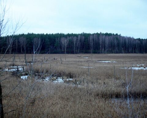 Moorlandschaft mit Wasserflächen und Vegetation, Symbol für Naturgutschriften und Renaturierungsmaßnahmen.