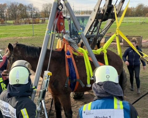 Feuerwehr rettet Pferd in Bochum mit Hebegeschirr und Dreibein, Tierärztin vor Ort.