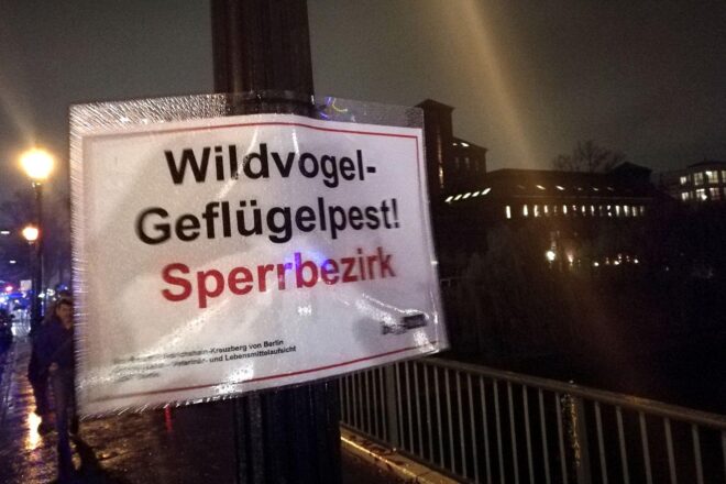 Geflügelpest bei 15.000 Enten in Märkisch-Oderland nachgewiesen
