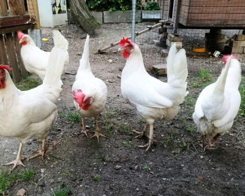 Hühner in einem Stall, Alarm wegen Vogelgrippe, Hygienemaßnahmen empfohlen, Schutzmaßnahmen ergriffen.