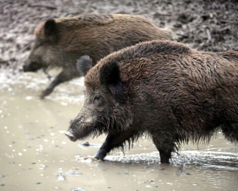 Wildschwein im Wald, symbolisiert Jagd zur Bekämpfung der Afrikanischen Schweinepest, Hinweise auf Einschränkungen.