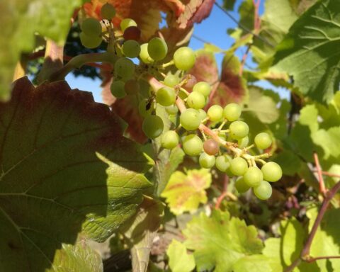 Weinstock mit Trauben, Hintergrund eines historischen Gebäudes, symbolisiert Weinbau und Prämierung in Hessen.