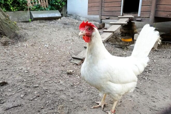 Über eine Million Tiere in Niedersachsen wegen Vogelgrippe getötet