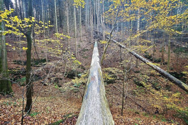 Hessen fordert bürokratiearme Umsetzung der EU-Waldverordnung für Privatwald