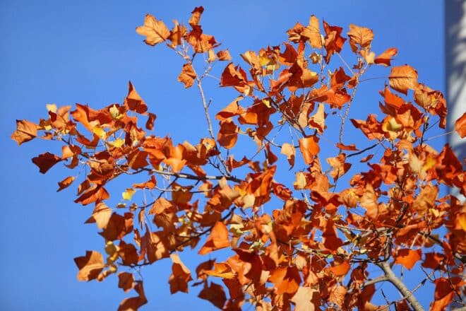 Wetterbericht für Berlin/Brandenburg (13.11.2025)