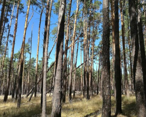 Sonniger Wald mit blauen Himmel und milden Temperaturen, ideal für einen Spaziergang.