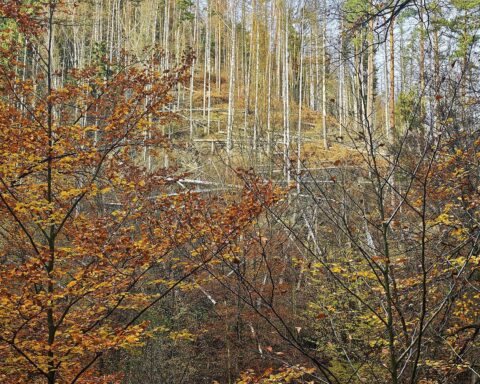 Bunter Herbstwald unter heiter bis wolkigem Himmel mit milden Temperaturen und Nebel.