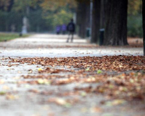 Herbstliche Parklandschaft mit bunten Blättern, sanftem Licht und bewölktem Himmel.