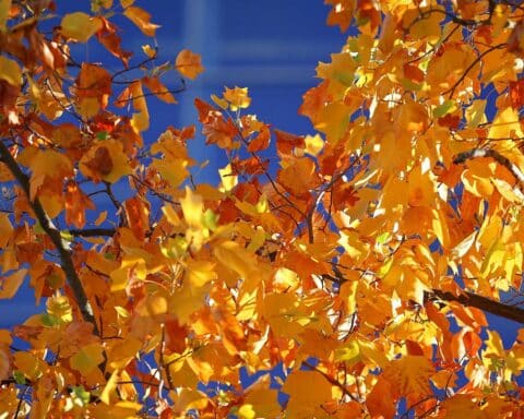 Herbstliche Landschaft mit bunten Blättern, sonnigem Himmel und milden Temperaturen.