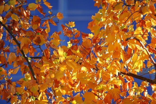 Wetterbericht für Rheinland-Pfalz/Saarland (13.11.2025)