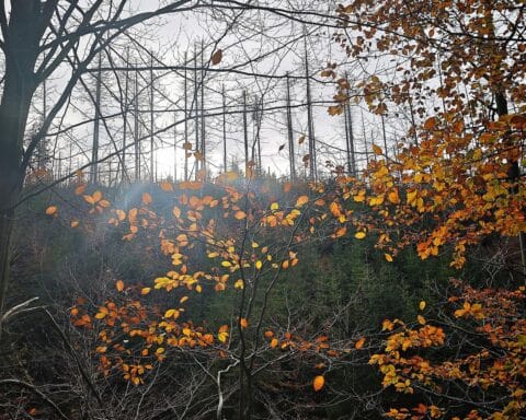Herbstlicher Wald mit toten Bäumen, starke Bewölkung, bevorstehender Regen und winterliche Bedingungen.