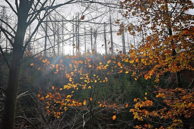 Wetterbericht für Sachsen (16.11.2025)
