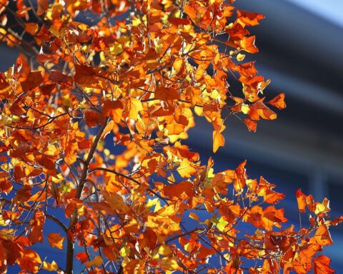 Herbstblätter auf feuchtem Boden, unter wolkigem Himmel; melancholische Stimmung, milde Temperaturen.
