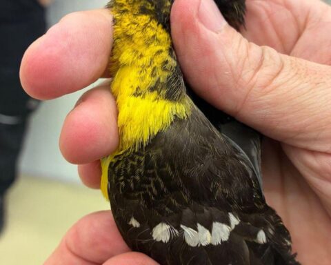 Seltene Singvögel in Pappschachteln, entdeckt beim Zoll am Münchner Flughafen, leiden sichtbar.