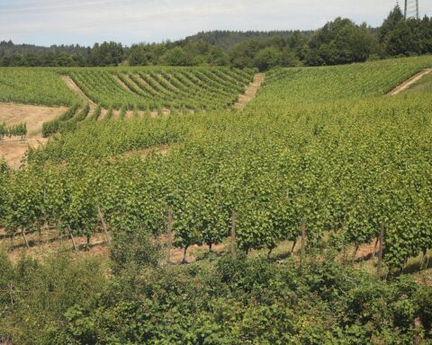 Weinberg mit Reben, Sonnenlicht und einem Appell für deutschen Wein im Vordergrund.