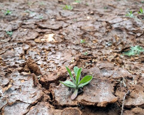 Trockenes Feld symbolisiert die Auswirkungen des Klimawandels auf Wirtschaftsunternehmen und Resilienz.