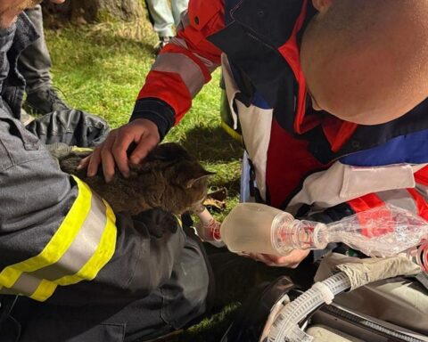 Feuerwehr rettet Katze aus brennendem Einfamilienhaus in Wipperfürth während dramatischem Einsatz.