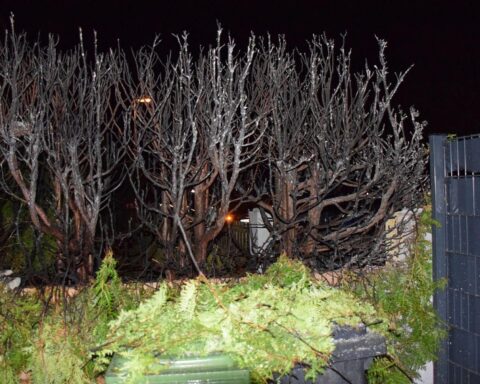 Verbrannte Zierhecke und Zaun nach Feuerwerksbrand auf Privatgrundstück in Alfeld.