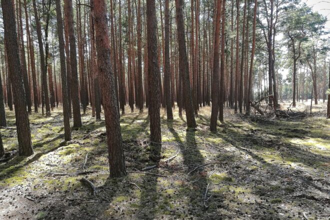 Forscher pochen auf zügige CO2-Entnahme aus der Atmosphäre