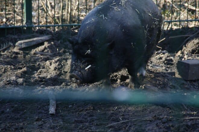 Immer weniger Betriebe halten Schweine in Nordrhein-Westfalen