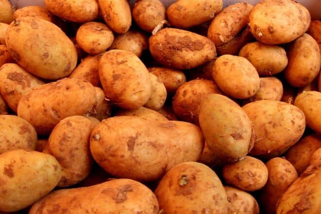 Kartoffelernte in Brandenburg übertrifft langjähriges Mittel