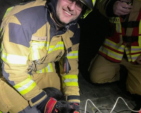 Feuerwehr rettet schwächliche Katze nach Kellerbrand in Einfamilienhaus. Sicherheit und schnelle Hilfe.