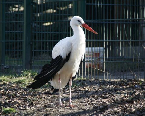 Weißstorch im Flug, symbolisiert den Rückgang der Storchenpopulation durch Vogelgrippe in NRW.