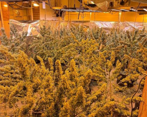 Cannabisplantage in ehemaliger Gaststätte mit Pflanzen und Aufzuchtanlage, Polizeiaktion dokumentiert.