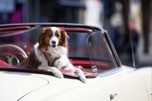 Ein Hund sitzt lässig in einem Oldtimer und vermittelt Freude an Tieren.