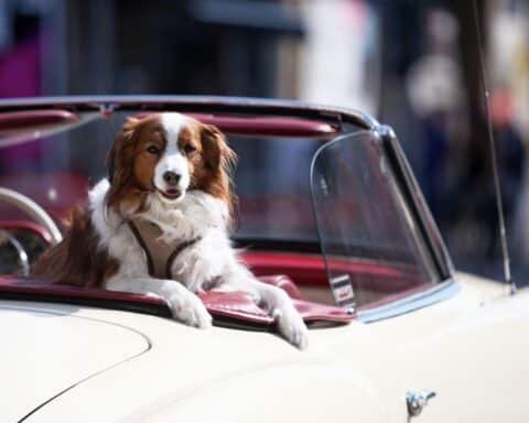 Ein Hund sitzt lässig in einem Oldtimer und vermittelt Freude an Tieren.