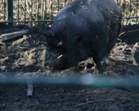 Angler Sattelschweine in einem Stall, symbolisieren deutsche Schweinehaltung und Landwirtschaftsstatistik.