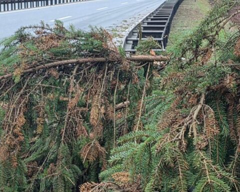 Einsatzkräfte der Feuerwehr entfernen umgestürzten Baum auf der B33 wegen Sturmschäden.