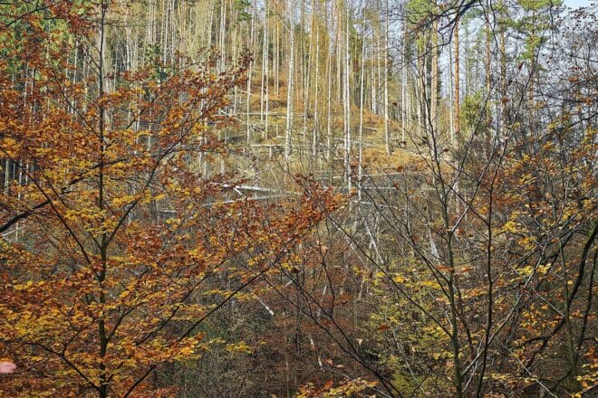 Waldzustand in Sachsen weiterhin kritisch