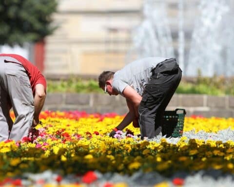 Gartenarbeiter pflegt Blumenbeet mit sinkendem Torfanteil in Blumenerde, symbolisiert Umweltschutz.