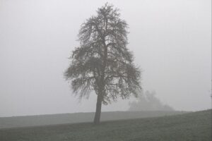 Trübes Spätherbstwetter mit Nebel, milden Temperaturen und gelegentlichen Auflockerungen in Hochlagen.