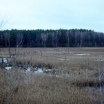 Moorlandschaft mit wasserreichen Gebieten, symbolisiert den Moorschutz für Klimaneutralität in Mecklenburg-Vorpommern.