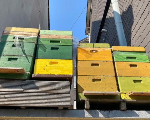 Bienenkästen in städtischer Umgebung, Symbol für Neu-Imkerei und ökologische Förderung in Brandenburg.