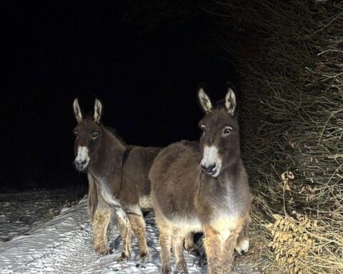 Drei Esel stoppen überrascht vor einem Polizeistreifenwagen auf der Landstraße.