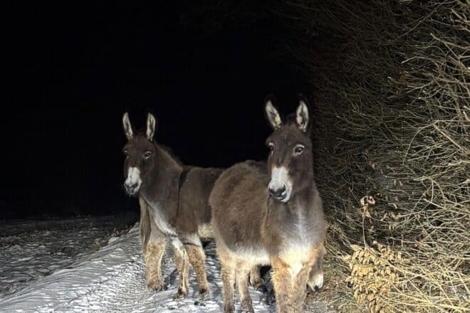 Drei Esel auf nächtlicher Flucht in Oberwiesen gestoppt