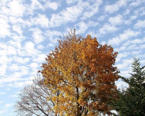 Herbstlicher Baum mit Laub, Symbol für bevorstehende Baumfällungen in Düsseldorf.