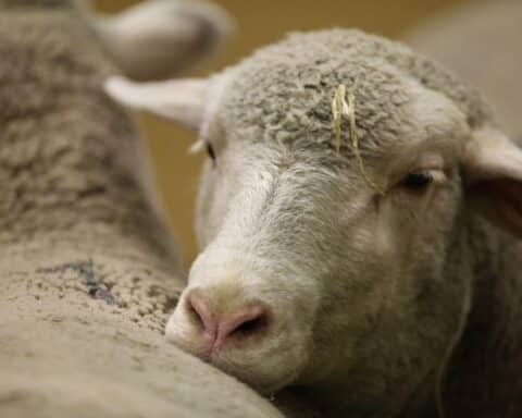 Ein Schaf in einer grünen Wiese, umgeben von Naturlandschaft und Schäferei-Szenen.