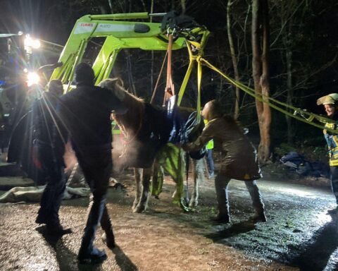 Feuerwehr rettet gestürztes Pferd am Waldrand, unterstützt von Tierärztin und Landwirt.