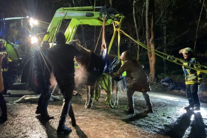 Feuerwehr befreit gestürztes Pferd in Bochum-Höntrop