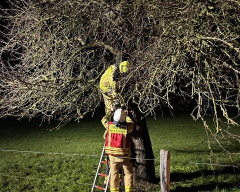 Brennender Baum in Alpen, Feuerwehr löscht, Passanten alarmieren, nächtlicher Einsatz, Wärmebildkamera.